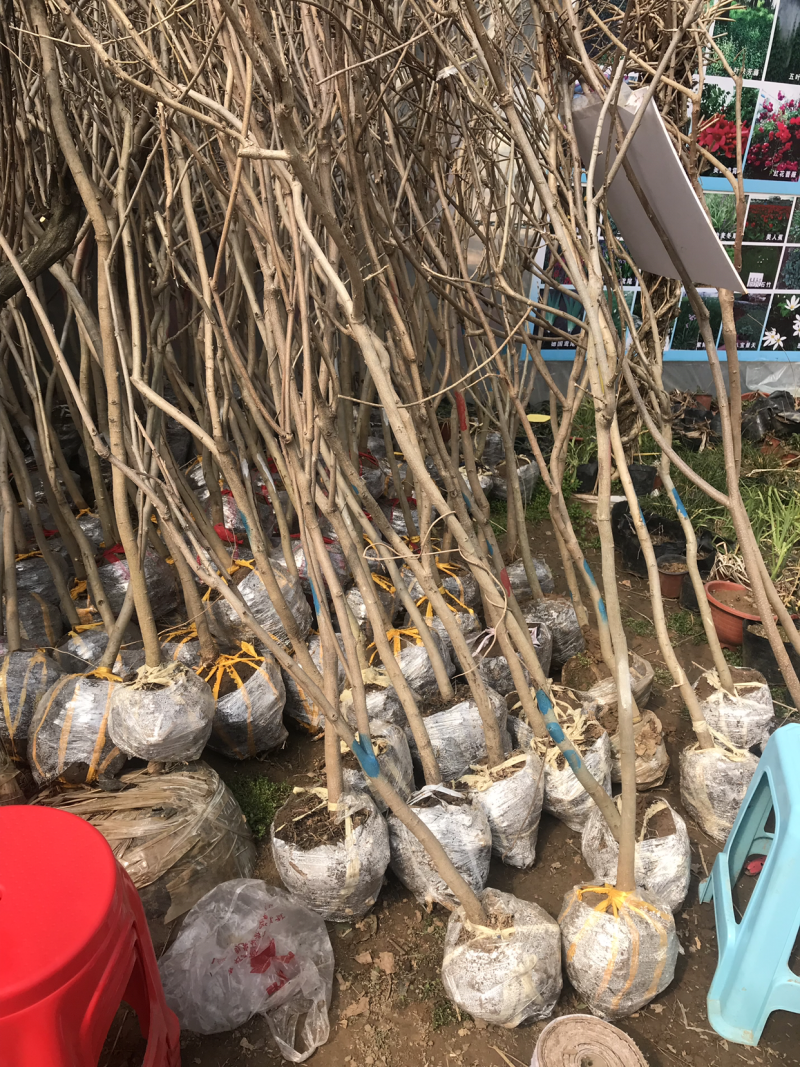 紫藤，3公分紫藤，紫藤小苗，8公分紫藤，紫藤种子