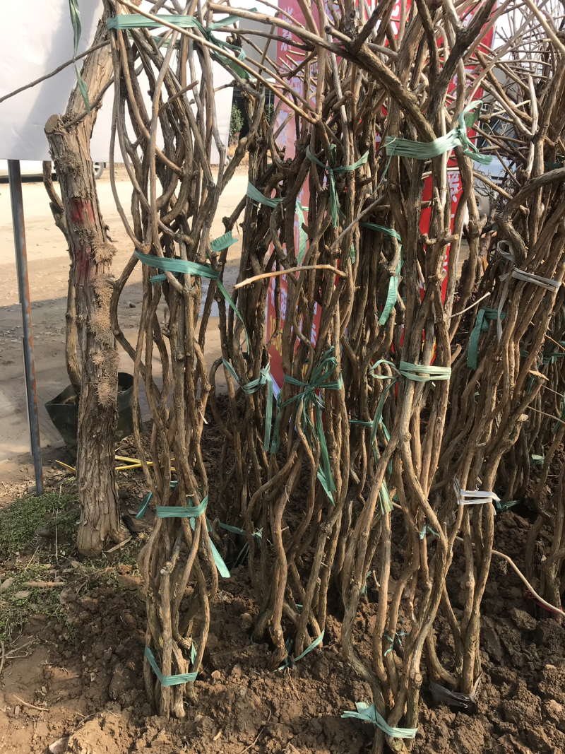 紫藤，3公分紫藤，紫藤小苗，8公分紫藤，紫藤种子