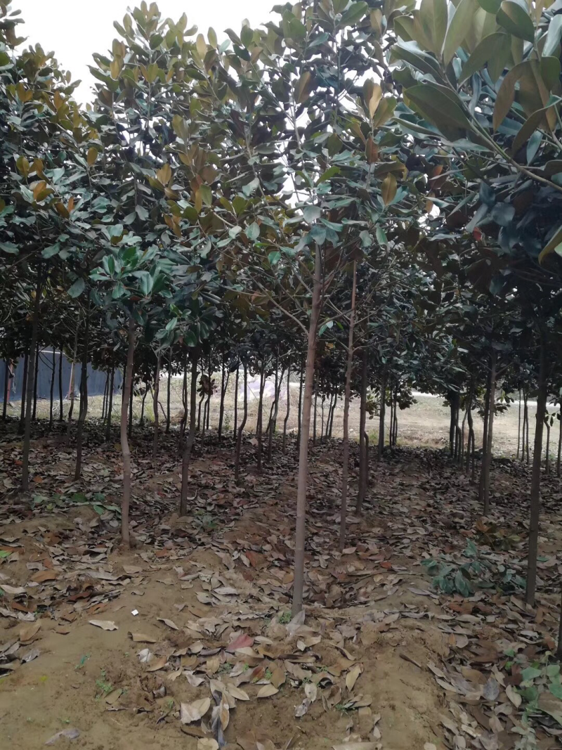 广玉兰，广玉兰小苗，10公分广玉兰，15公分广玉兰