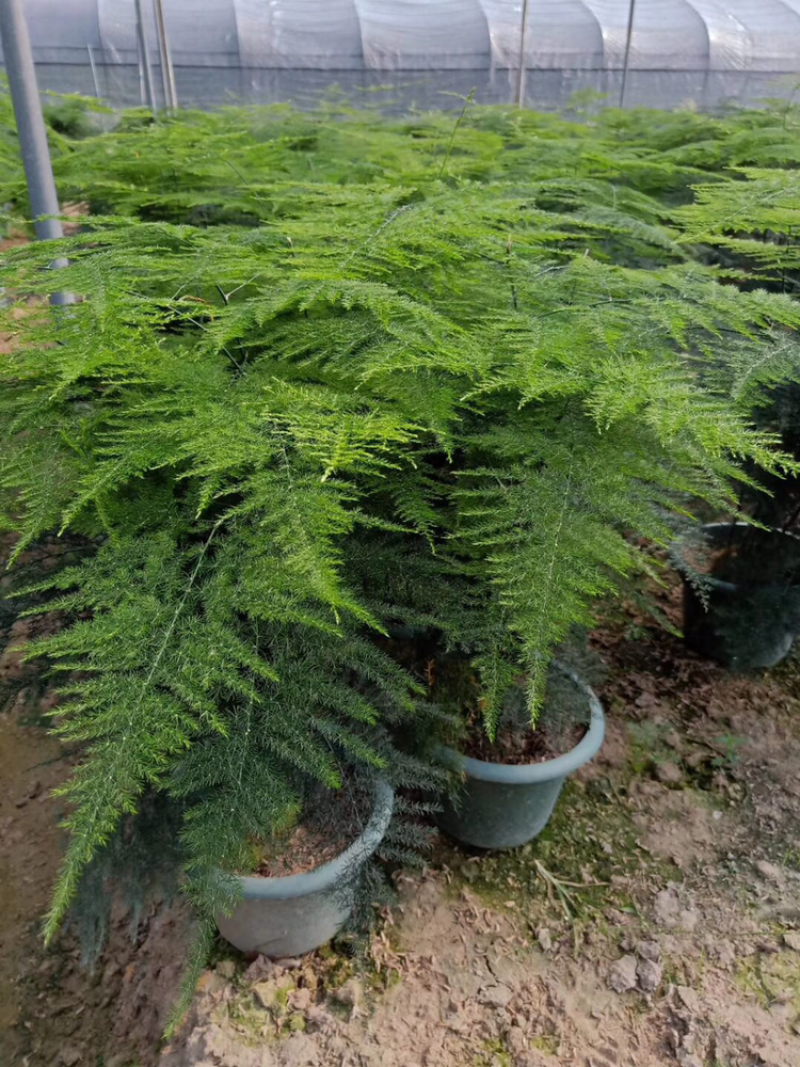 文竹