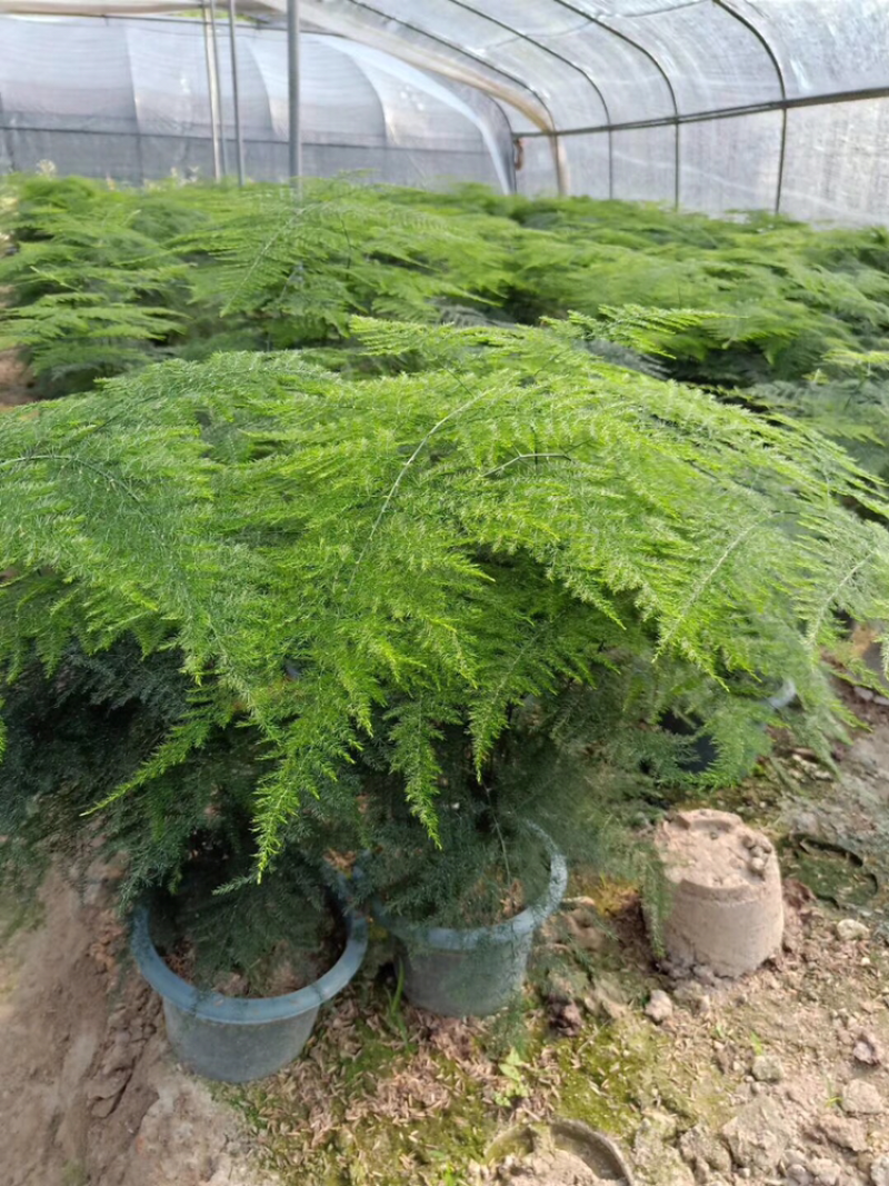 文竹