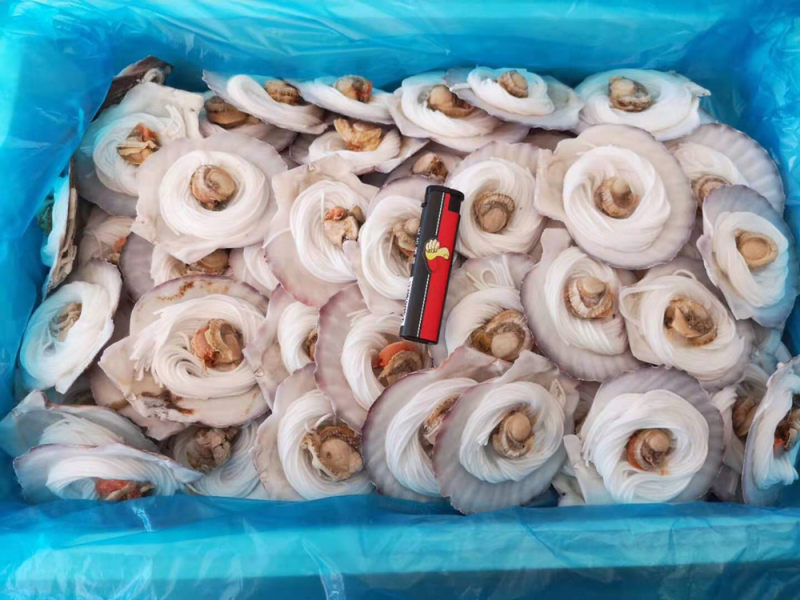 粉丝扇贝个头均匀规格标准每箱100个品质保证