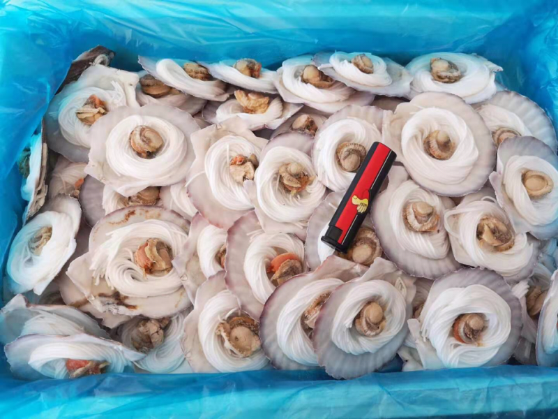 粉丝扇贝个头均匀规格标准每箱100个品质保证