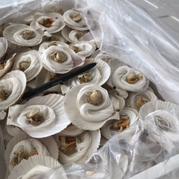 粉丝扇贝个头均匀规格标准每箱100个品质保证