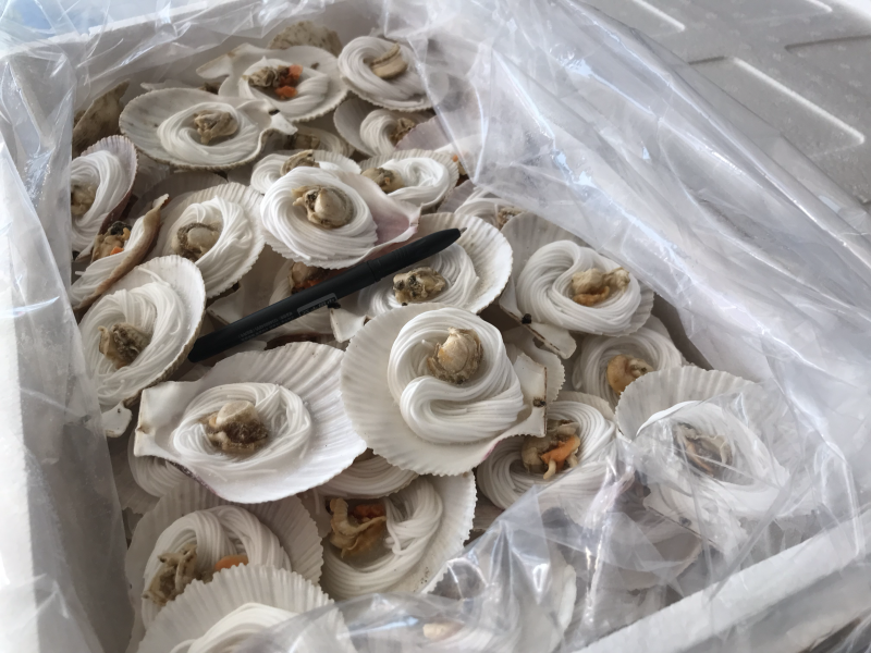 粉丝扇贝个头均匀规格标准每箱100个品质保证