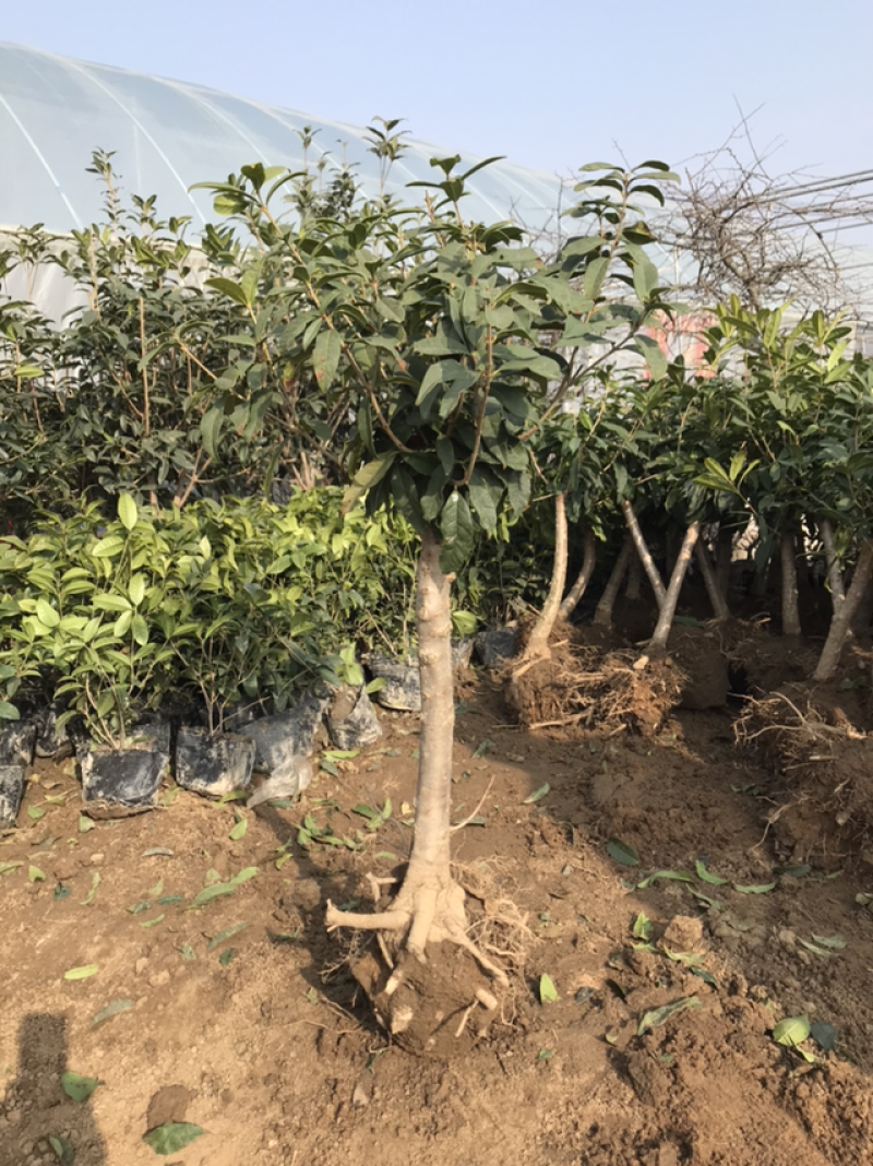 桂花桂花苗桂花盆景全部现挖现卖基地直销