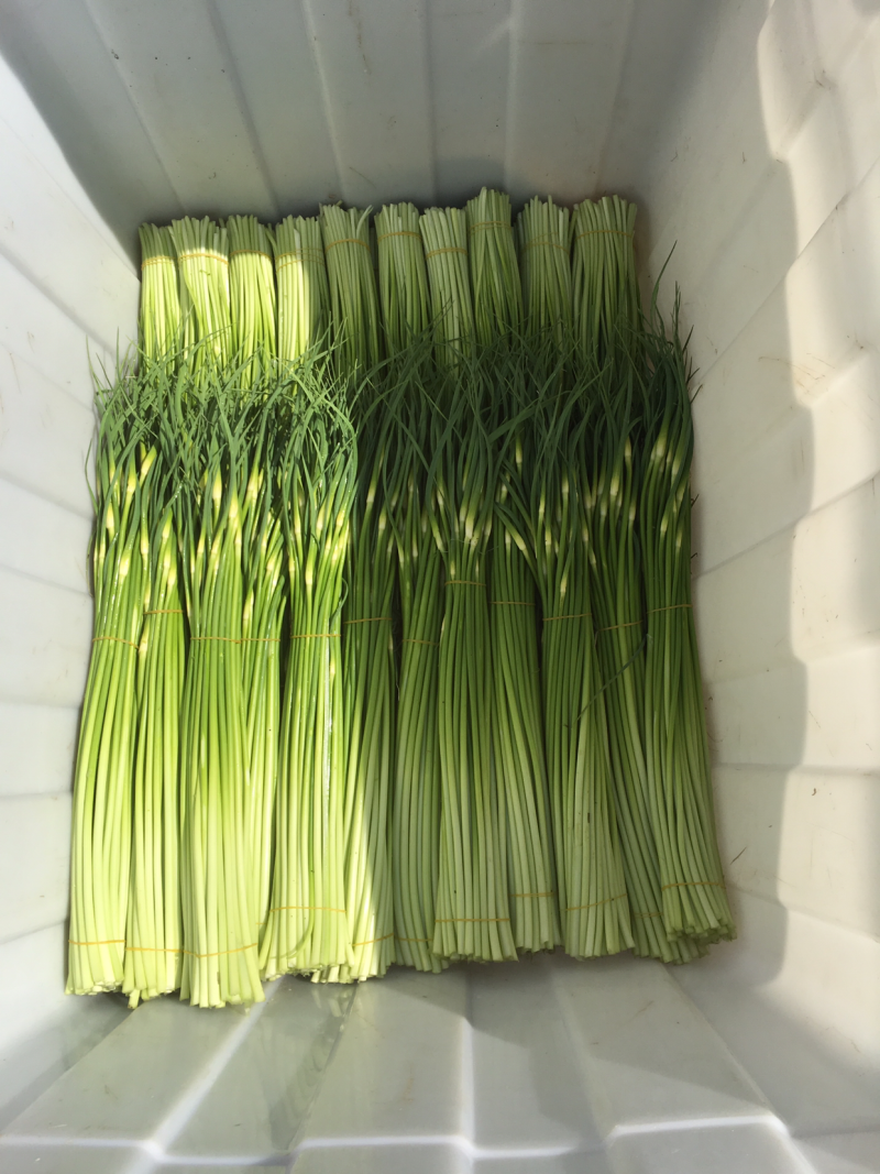 蒜苔大量上市有粗有细