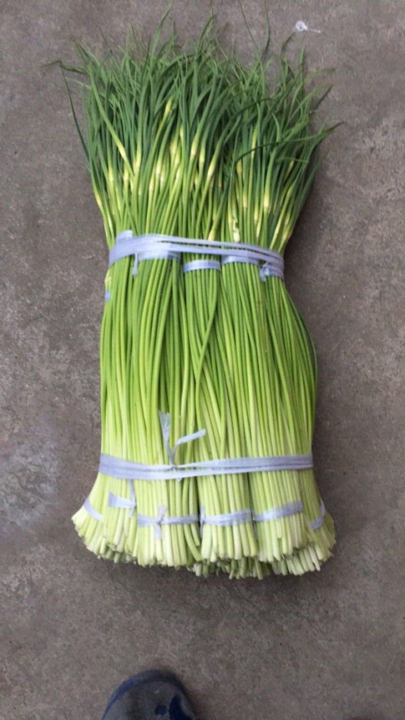 蒜苔大量上市有粗有细