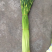 蒜苔大量上市有粗有细