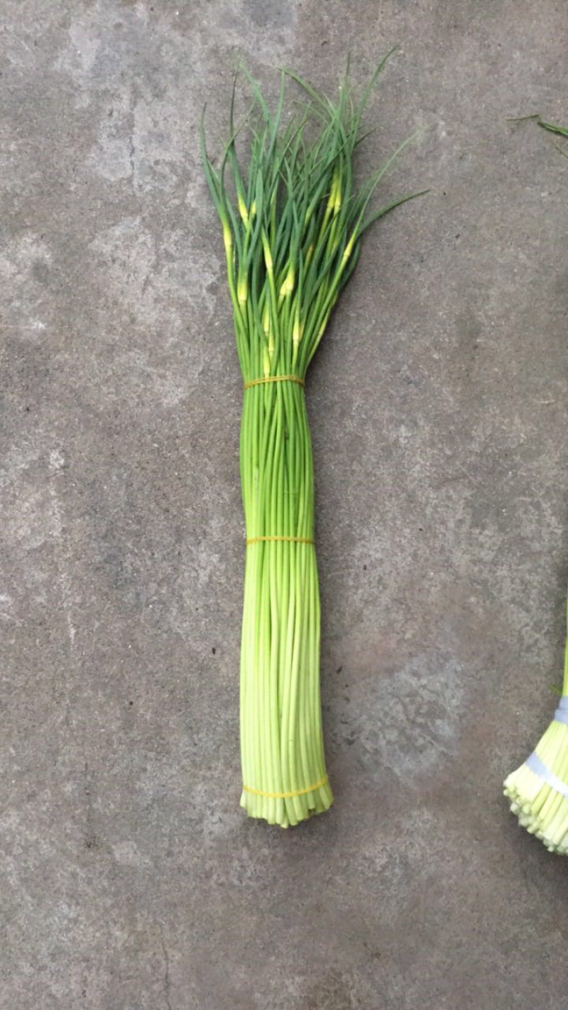 蒜苔大量上市有粗有细