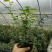 薄雾蓝莓苗基地直供包品种包技术南北方种植产量高