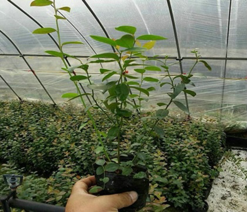 薄雾蓝莓苗基地直供包品种包技术南北方种植产量高