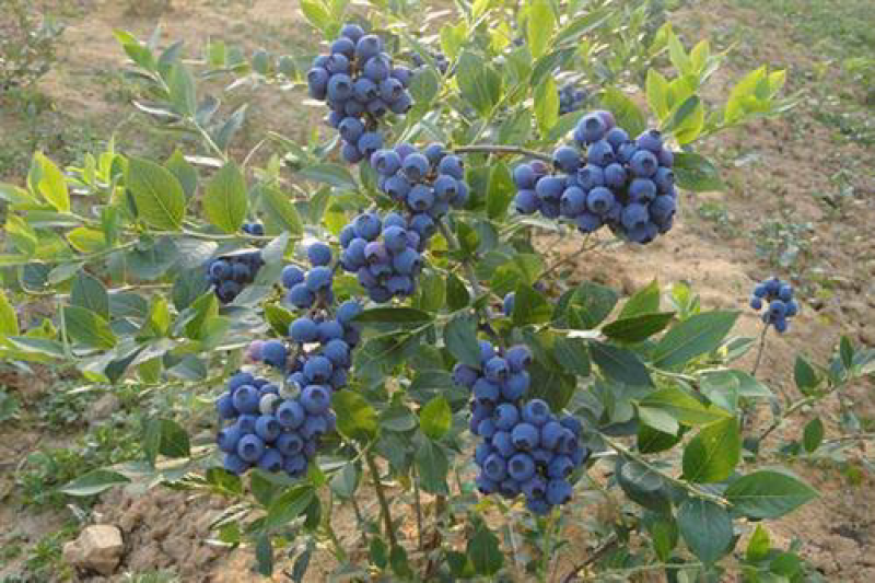 薄雾蓝莓苗基地直供包品种包技术南北方种植产量高