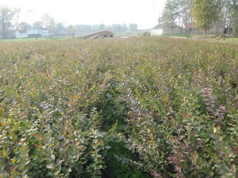 薄雾蓝莓苗基地直供包品种包技术南北方种植产量高