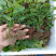 薄雾蓝莓苗基地直供包品种包技术南北方种植产量高