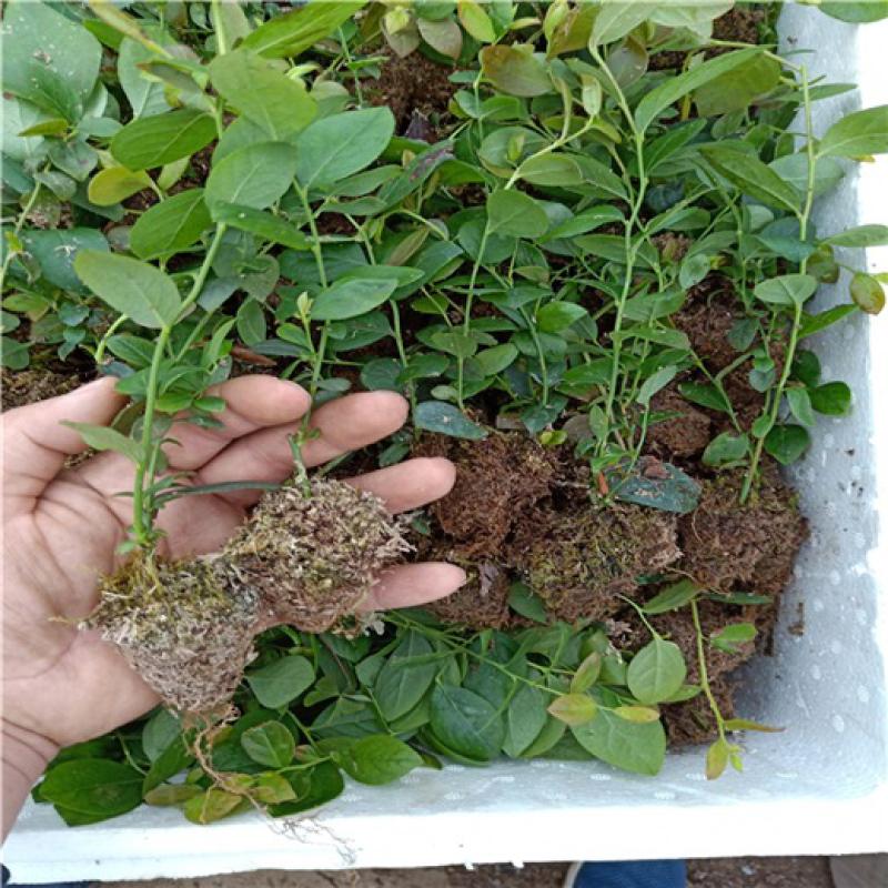 薄雾蓝莓苗基地直供包品种包技术南北方种植产量高