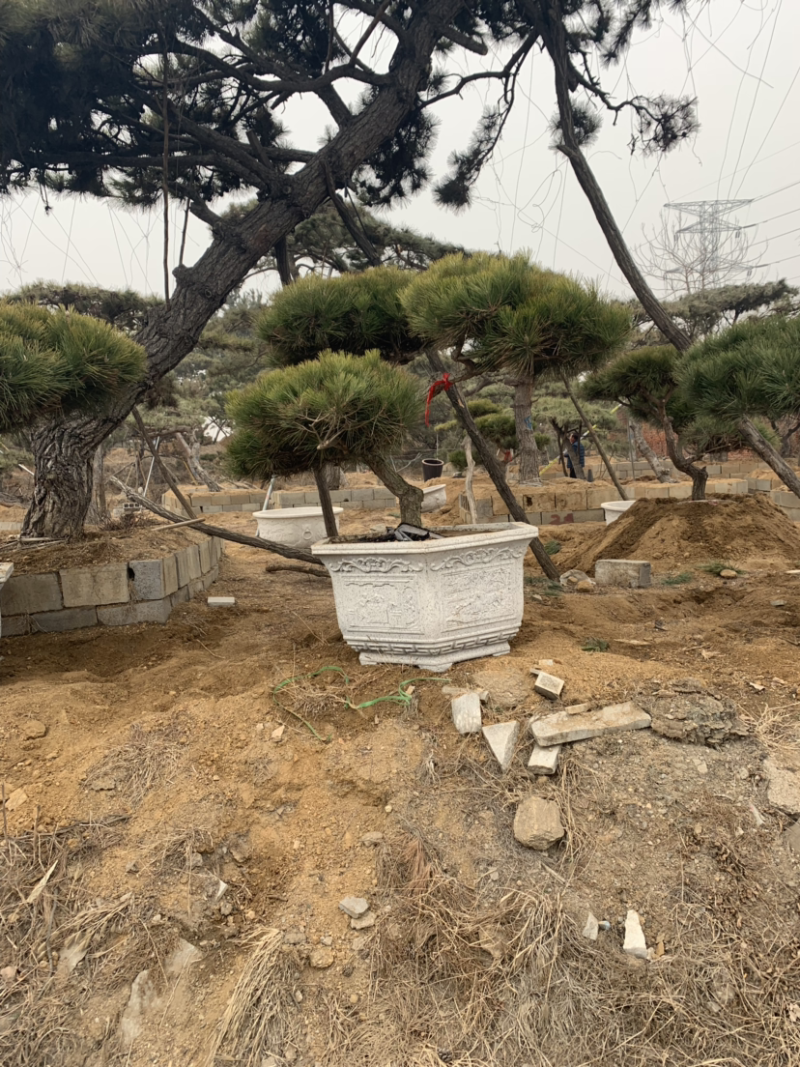 造型黑松
