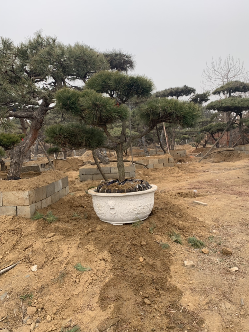 造型黑松