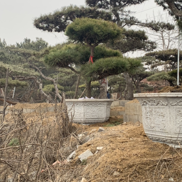 造型黑松