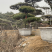造型黑松