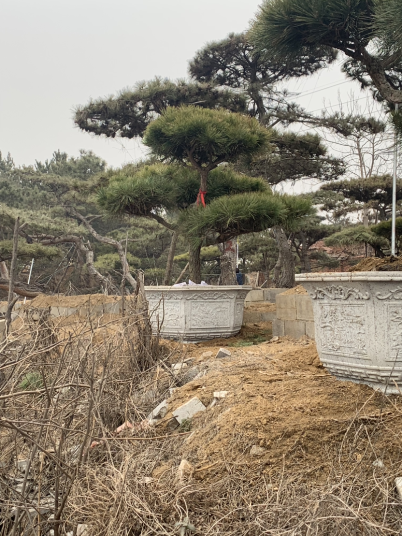 造型黑松