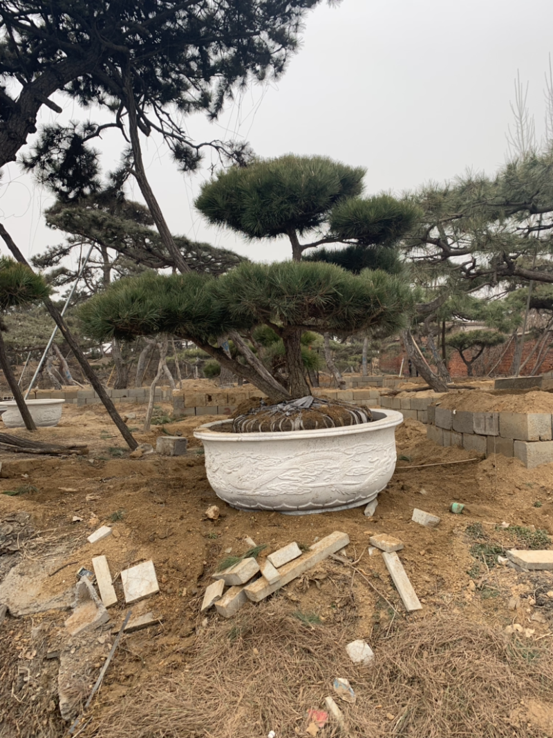 造型黑松
