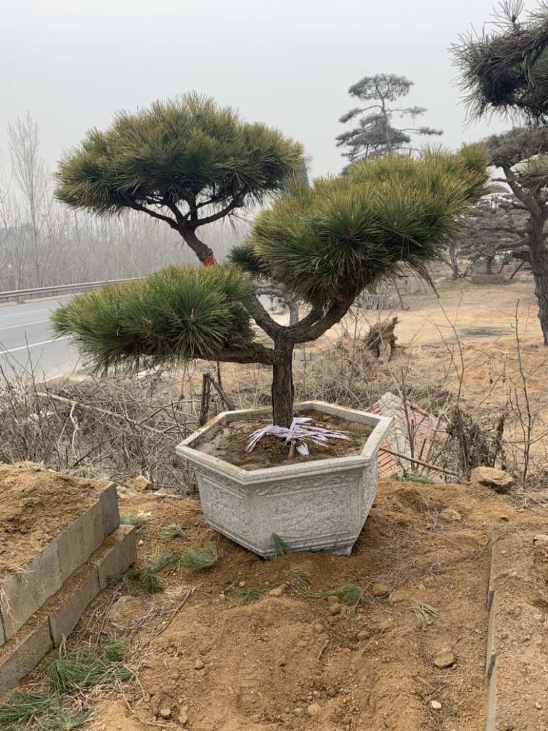 造型黑松