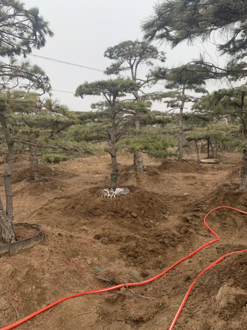 造型油松，地径15到20公分，高度3米到5米