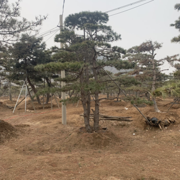 造型油松，地径15到20公分，高度3米到5米