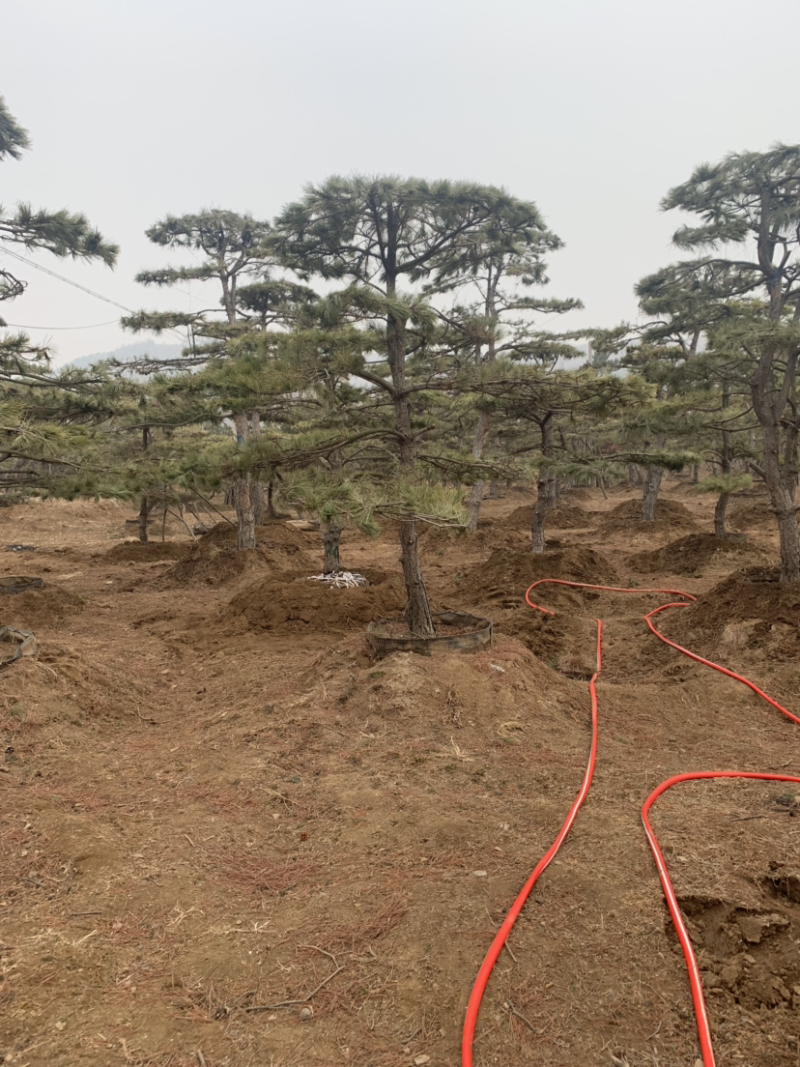 造型油松，地径15到20公分，高度3米到5米