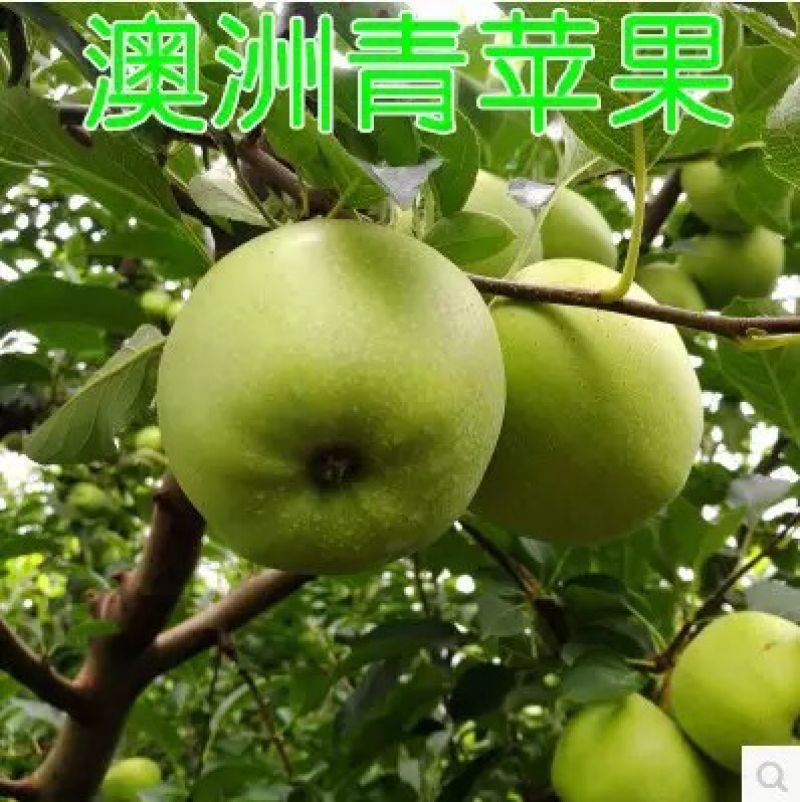 果树苗嫁接苹果树苗澳洲青苹果苗当年结果南方北方种植