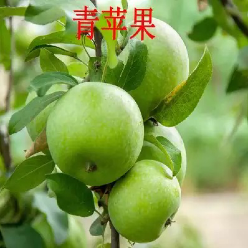 果树苗嫁接苹果树苗澳洲青苹果苗当年结果南方北方种植