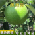 果树苗嫁接苹果树苗澳洲青苹果苗当年结果南方北方种植