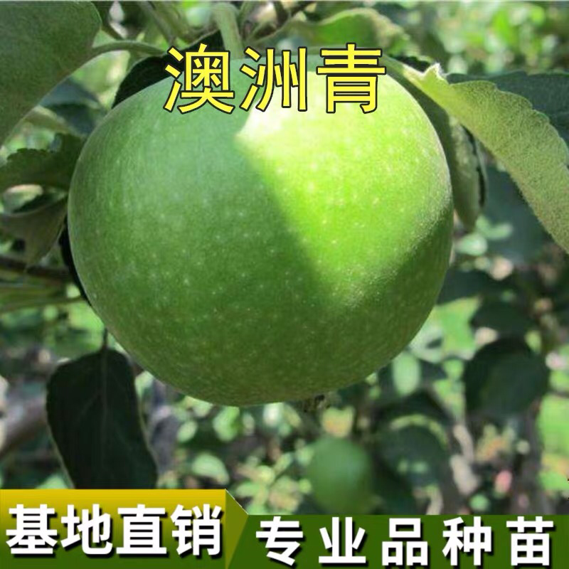 果树苗嫁接苹果树苗澳洲青苹果苗当年结果南方北方种植