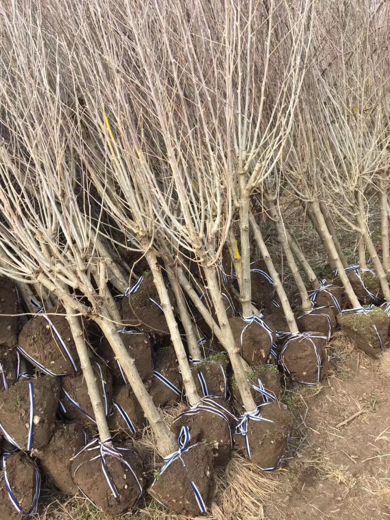 重瓣红花木槿花小苗大苗规格齐全基地直销