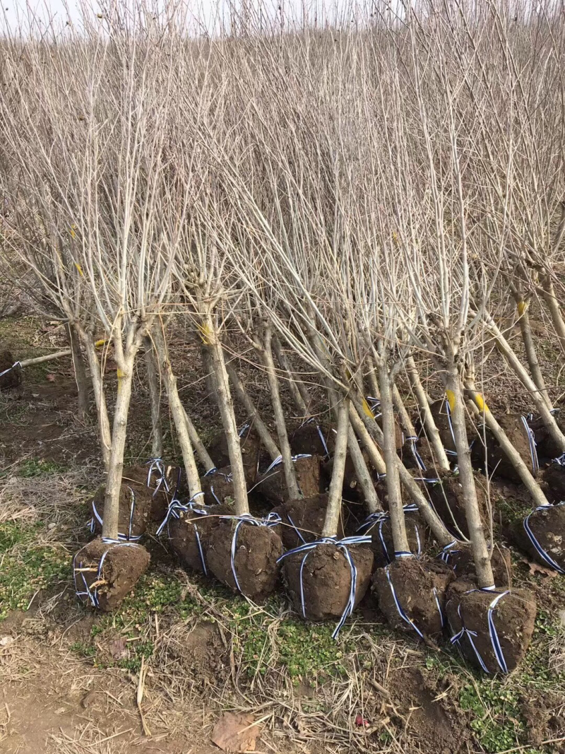重瓣红花木槿花小苗大苗规格齐全基地直销
