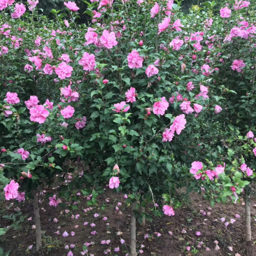 重瓣红花木槿花小苗大苗规格齐全基地直销