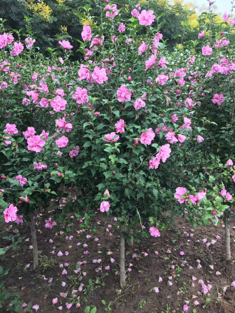 重瓣红花木槿花小苗大苗规格齐全基地直销