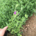 细叶美女樱