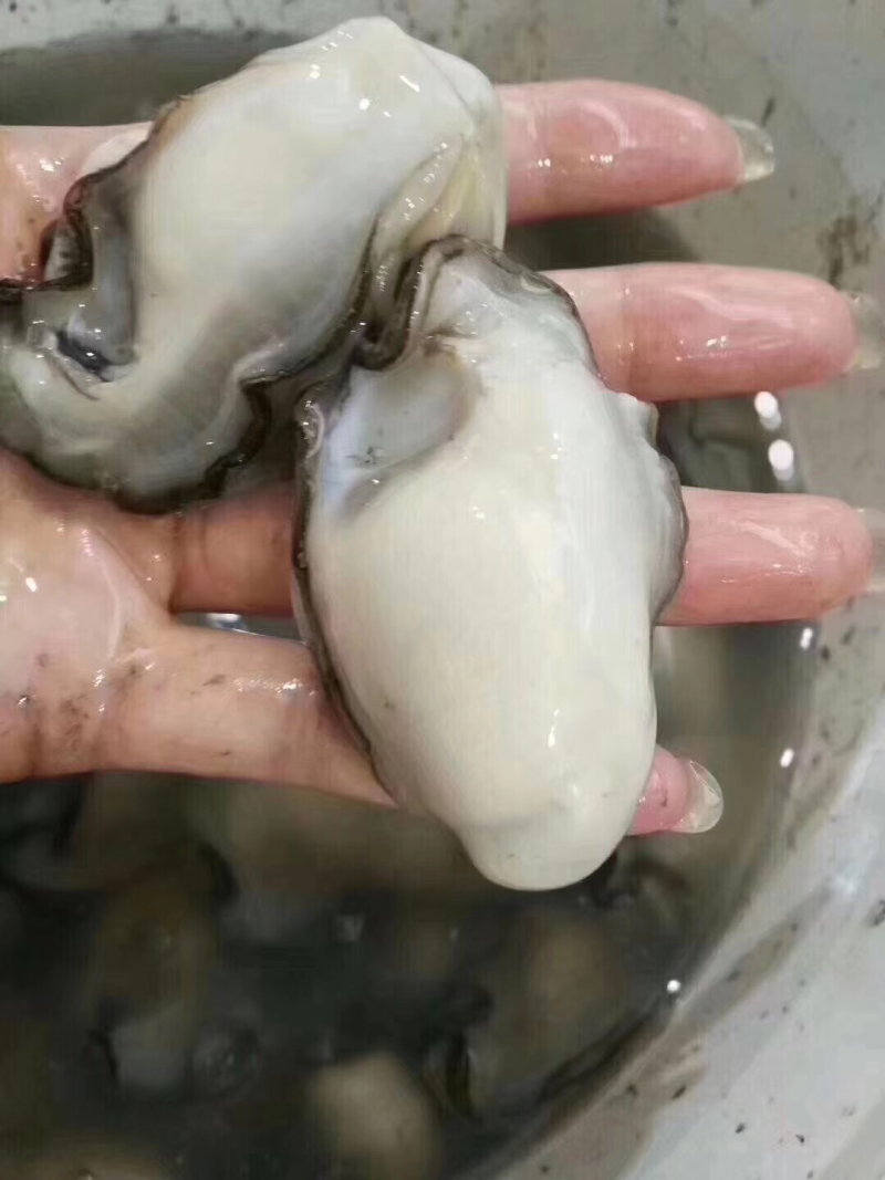 蚝乡生蚝批发