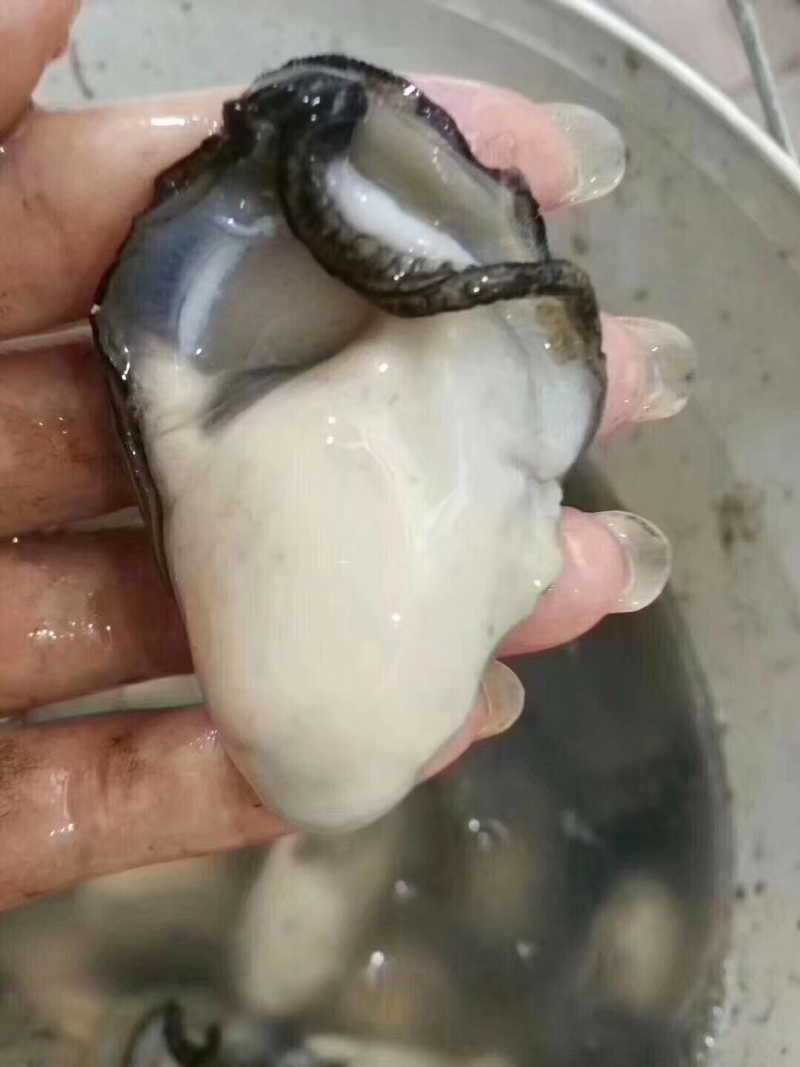 蚝乡生蚝批发
