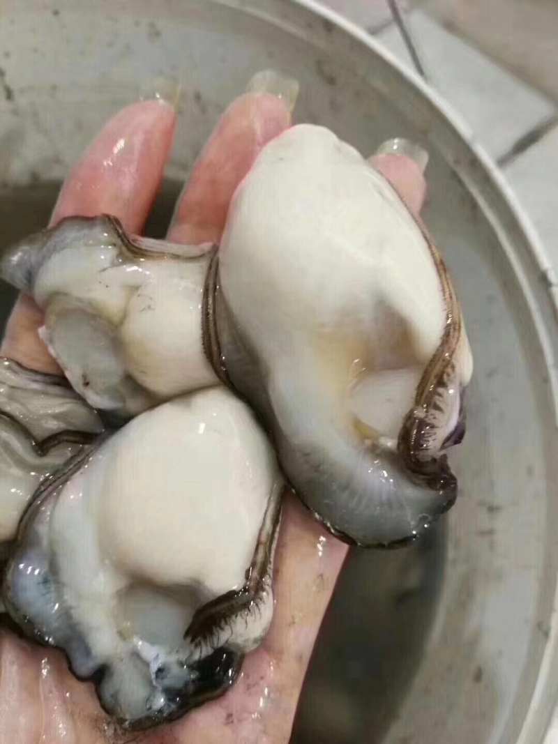 蚝乡生蚝批发