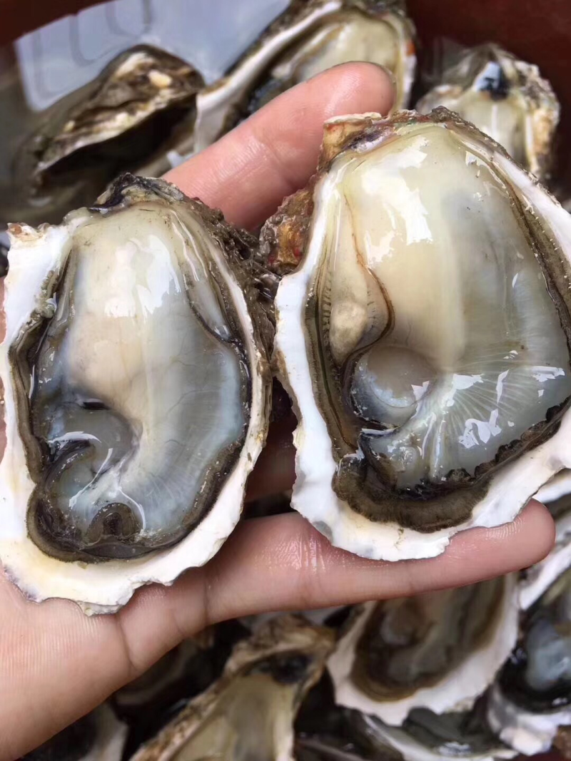 蚝乡生蚝批发