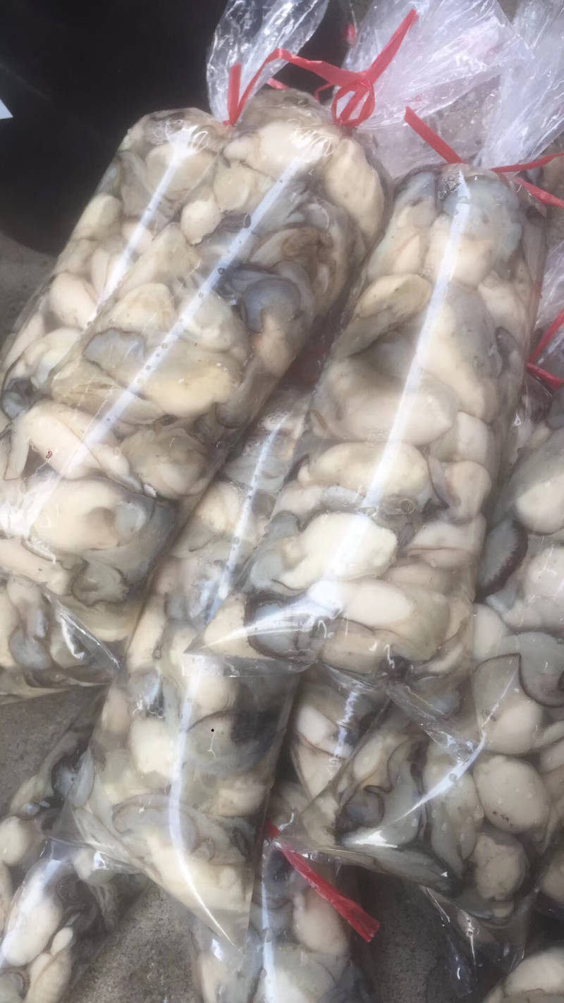 蚝乡生蚝批发