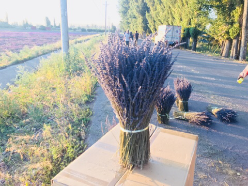 薰衣草干花花束永生薰衣草花束