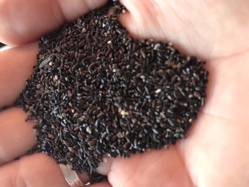 新疆伊犁农户种植薰衣草种子