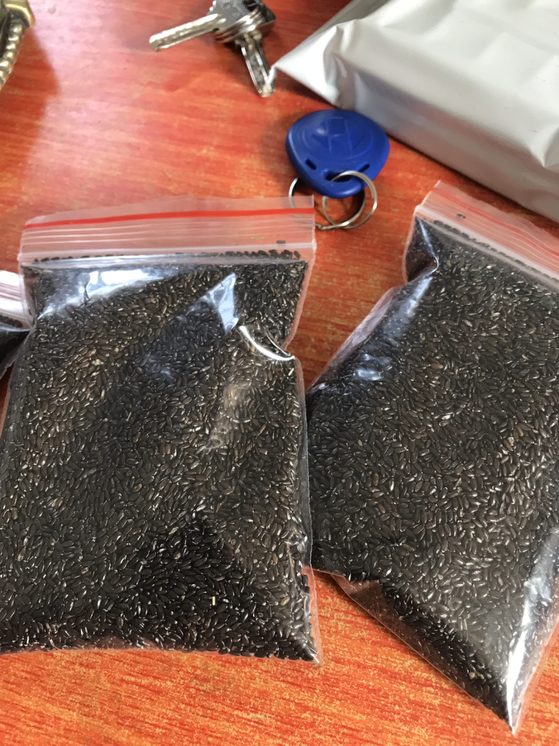 新疆伊犁农户种植薰衣草种子