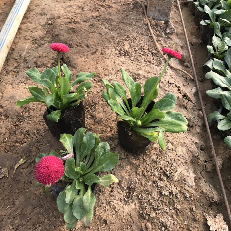 雏菊，草花，小草花