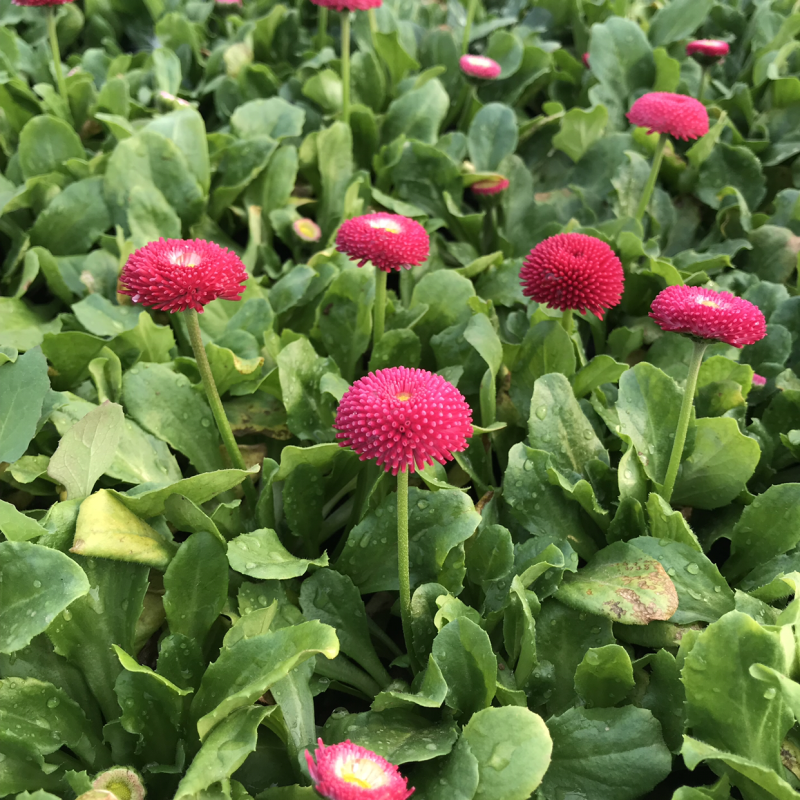雏菊，草花，小草花