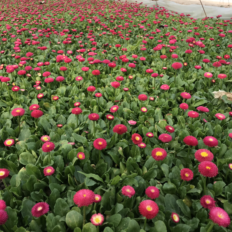 雏菊，草花，小草花